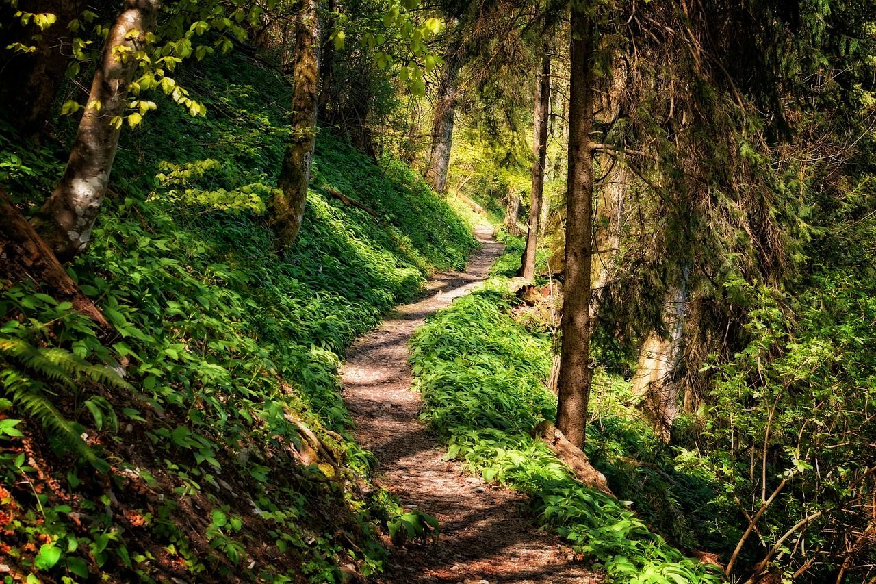 Trilha estreita de terra entre árvores altas, com a luz do sol entrando pela mata